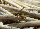 Avispa - Paravespula vulgaris. Los Villares