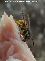 Avispa - Paravespula vulgaris. Cueva del Clarillo - Quesada