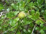 Coscoja - Quercus coccifera. La Baizuela - Torredelcampo