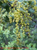 Coscoja - Quercus coccifera. En flor. Cerro Veleta - Jan