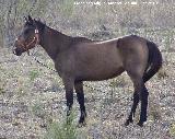 Caballo - Equus caballus. Alcaudete