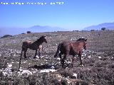 Caballo - Equus caballus. Los Villares