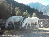 Caballo - Equus caballus. Cazorla