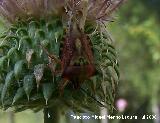 Chinche del cuero - Carpocoris purpureipennis. Segura