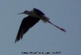 Pjaro Cigeuela - Himantopus himantopus. Santa Pola