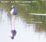 Pjaro Cigeuela - Himantopus himantopus. Santa Pola