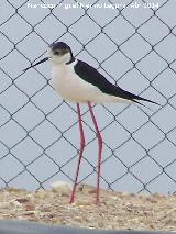 Pjaro Cigeuela - Himantopus himantopus. Torre Bermeja - Jan