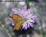 Mariposa dorada de manchas blancas - Hesperia comma. Segura