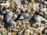 Caracola Peonza - Monodonta turbinata. Torreguadiaro - San Roque