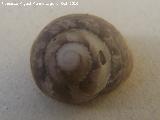 Caracol marino Cclope neritea - Cyclope neritea. Cdiz