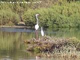 Pjaro Flamenco - Phoenicopteus ruber. Santa Pola