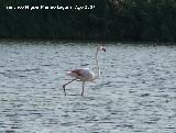 Pjaro Flamenco - Phoenicopteus ruber. Santa Pola