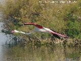 Pjaro Flamenco - Phoenicopteus ruber. Laguna Dulce - Campillos