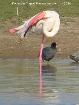 Pjaro Flamenco - Phoenicopteus ruber. Laguna Dulce - Campillos