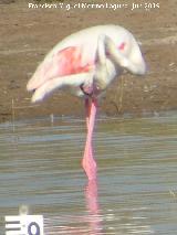 Pjaro Flamenco - Phoenicopteus ruber. Laguna Dulce - Campillos