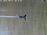 Pjaro Focha - Fulica atra. Laguna Grande - Baeza