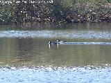 Pjaro Focha - Fulica atra. Laguna La Charca - Baeza