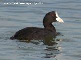 Pjaro Focha - Fulica atra. Santa Pola