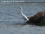 Pjaro Garceta - Egretta garzetta. Santa Pola