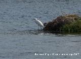 Pjaro Garceta - Egretta garzetta. Santa Pola