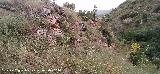 Cerro Toledo. Paredes rocosas