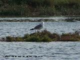 Pjaro Gaviota patiamarilla - Larus cachinnans. Santa Pola