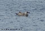 Pjaro Gaviota patiamarilla - Larus cachinnans. Santa Pola