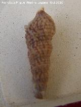 Caracola Cerithium alucaster - Cerithium alucaster. Cdiz