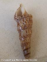 Caracola Cerithium alucaster - Cerithium alucaster. Cdiz