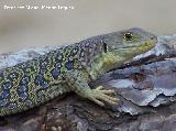 Lagarto ocelado - Lacerta lepida. Segura