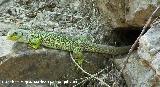 Lagarto ocelado - Lacerta lepida. Segura