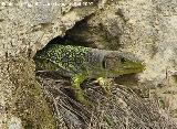 Lagarto ocelado - Lacerta lepida. 