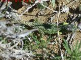 Lagarto ocelado - Lacerta lepida. Cerro de los Vientos - Baeza