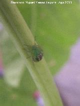 Chinche verde - Nezara viridula. Ninfa. Los Villares