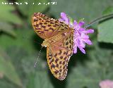 Mariposa lunares de Plata - Mesoacidalia aglaja. Segura