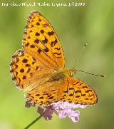 Mariposa lunares de Plata - Mesoacidalia aglaja. Segura