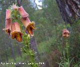 Dedalera obscura - Digitalis obscura. Segura