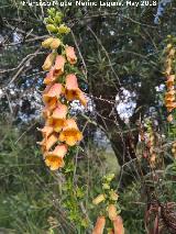 Dedalera obscura - Digitalis obscura. Castillo de San Esteban - Jimena