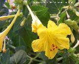 Dondiego de noche - Mirabilis jalapa. Los Villares