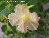 Dondiego de noche - Mirabilis jalapa. Los Villares