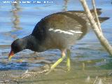 P�jaro Polla de agua - Gallinula chloropus. Laguna Dulce - Campillos