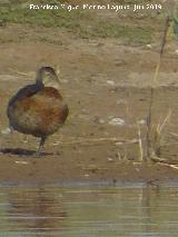 Pjaro Porrn - Aythya ferina. Laguna Dulce - Campillos