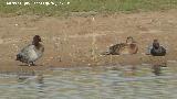 Pjaro Porrn - Aythya ferina. Laguna Dulce - Campillos