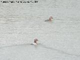 Pjaro Porrn - Aythya ferina. Laguna - Torredonjimeno