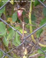 Tipula - Tipula oleracea. Aparendose. Huelga Utrera (Santiago Pontones) 