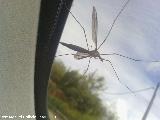 Tipula - Tipula oleracea. Navas de San Juan