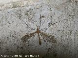 Tipula - Tipula oleracea. Nacimiento - Los Villares