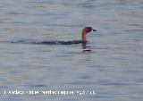 Pjaro Zampulln chico - Tachybaptus ruficollis. Santa Pola