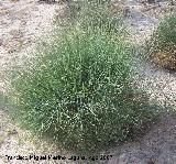 Efedra - Ephedra fragilis. Santa Pola