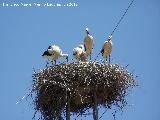 Pjaro Cigea blanca - Ciconia ciconia. Castellar de la Frontera